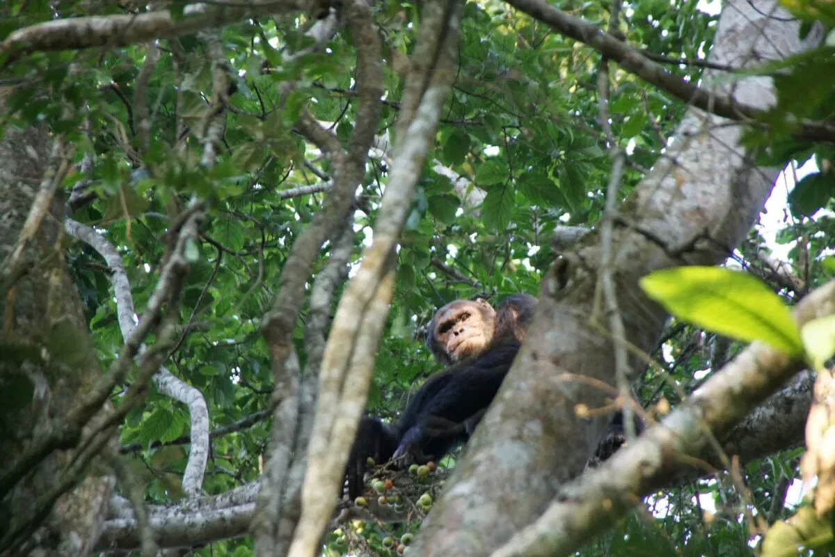 Ruanda_Schimpansen_Trekking_Klueger_Reisen