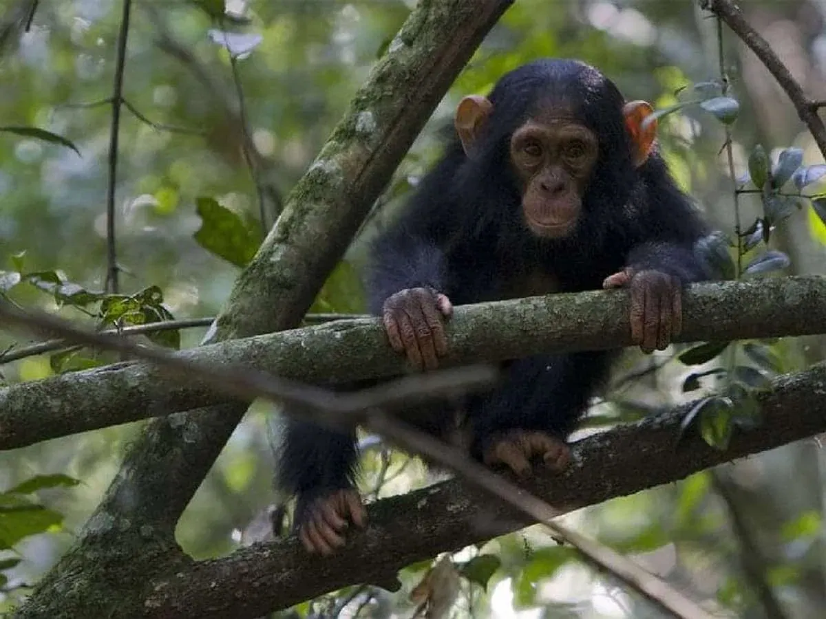 Uganda_Schimpansen_Trekking_Klueger_Reisen