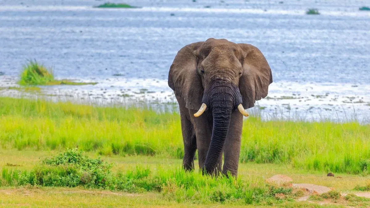 Uganda_Murchison_Falls_Elefant_Klueger_Reisen