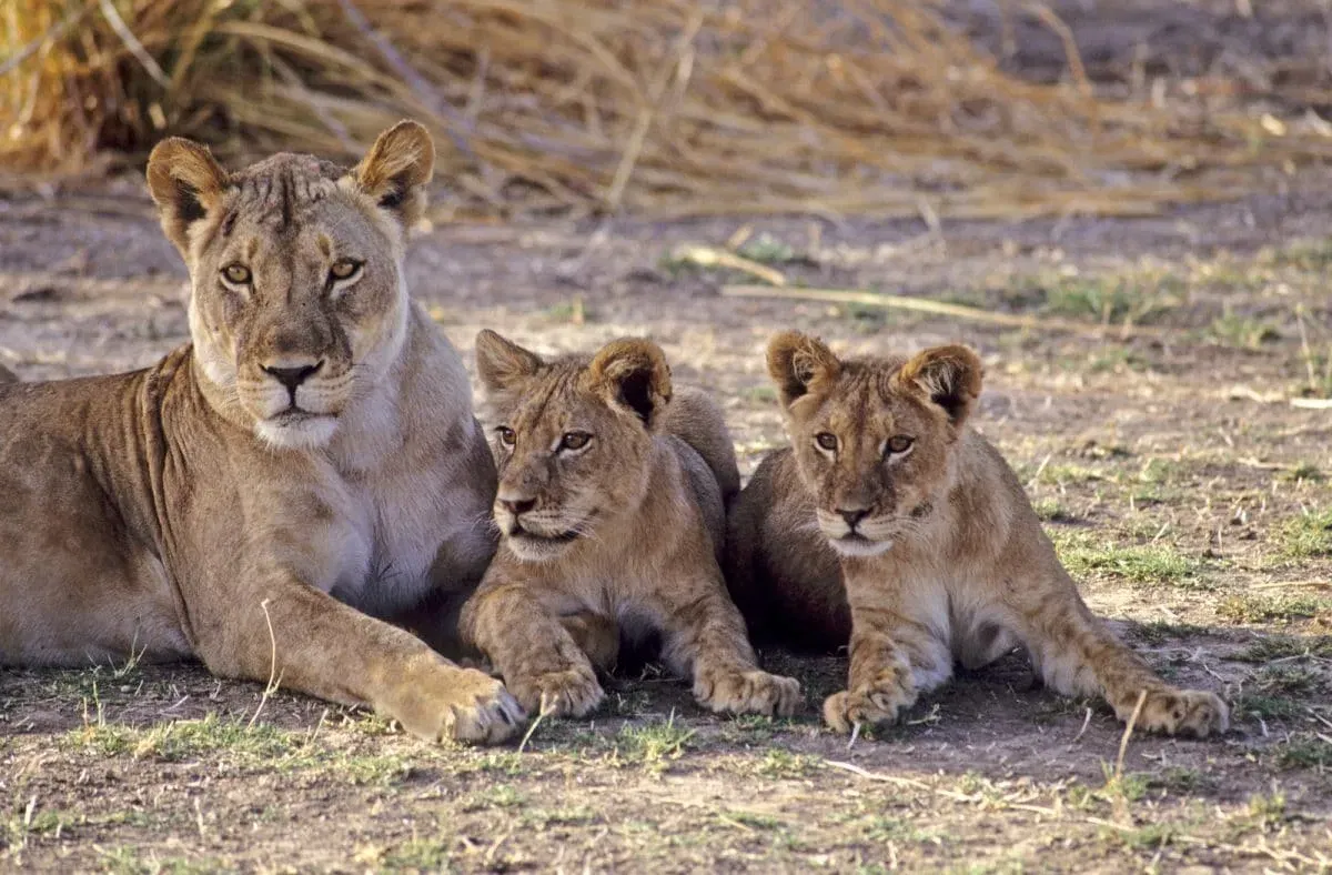 Tansania_Serengeti_Loewen_Klueger_Reisen