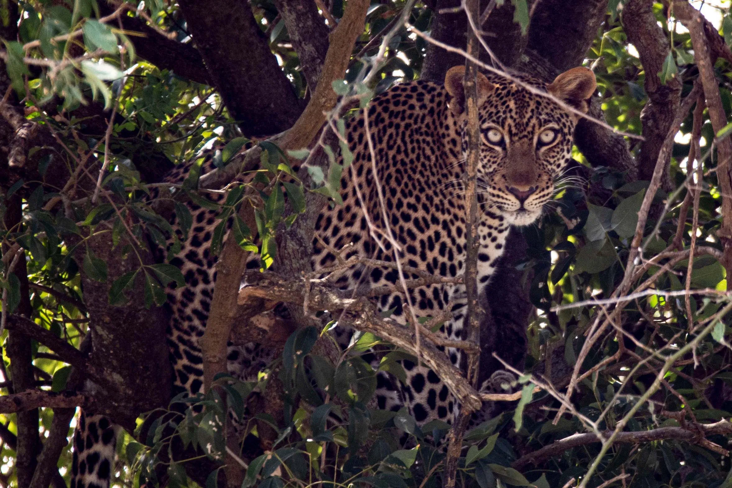 Uganda_Queen_Elizabeth_Nationalpark_Klueger_Reisen