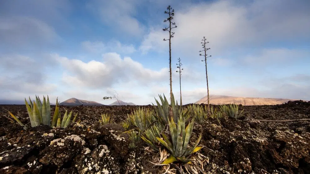 Andre_Lanzarote_Klueger_Reisen