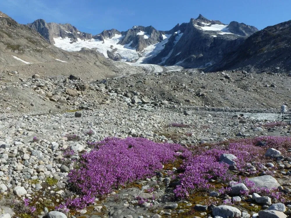 Flora_Grönland_Klüger Reisen