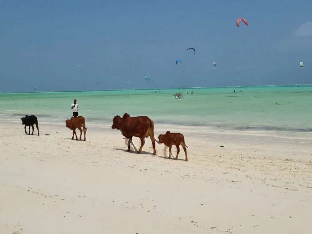 Sansibar_Paje_Beach_Klueger_Reisen