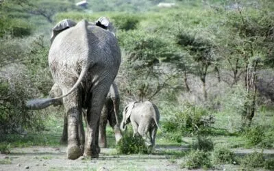 Tansania_Dustin_Safari_Elefant_II_Klueger_Reisen.