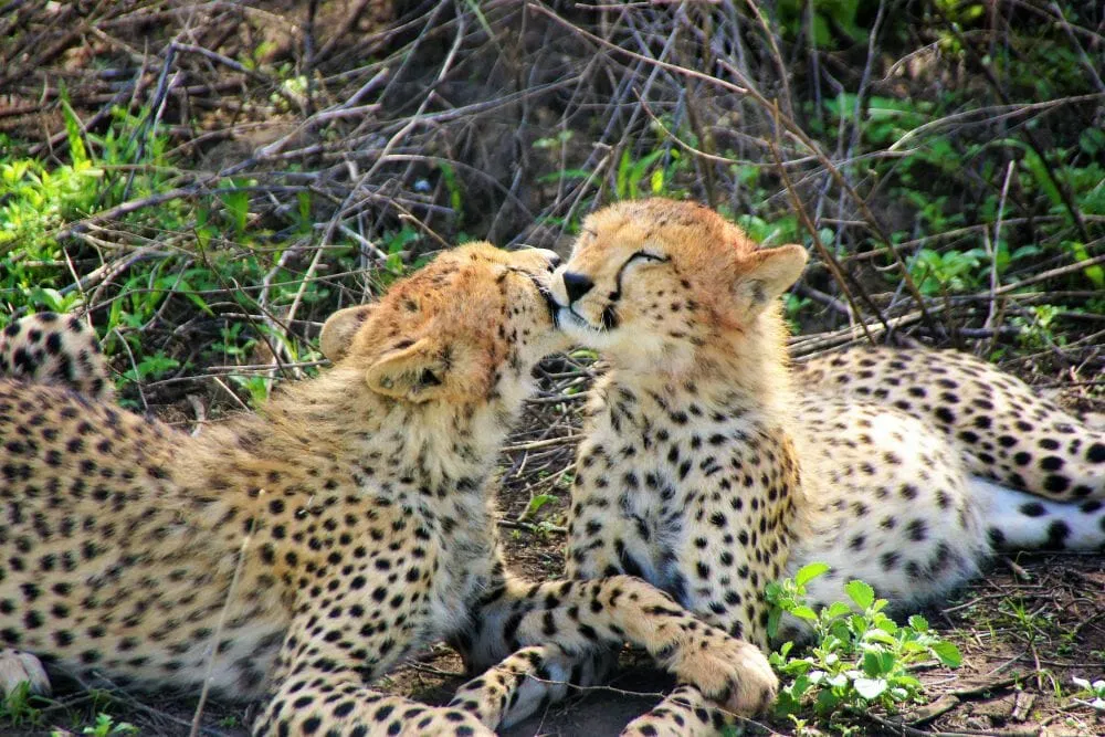 Tansania_Dustin_Safari_Geparden_I_Klueger_Reisen