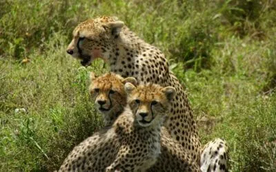 Tansania_Dustin_Safari_Geparden_Klueger_Reisen