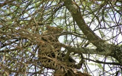 Tansania_Dustin_Safari_Leopard_I_Klueger_Reisen