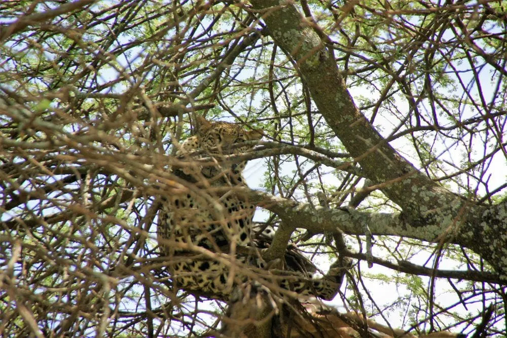 Tansania_Dustin_Safari_Leopard_I_Klueger_Reisen