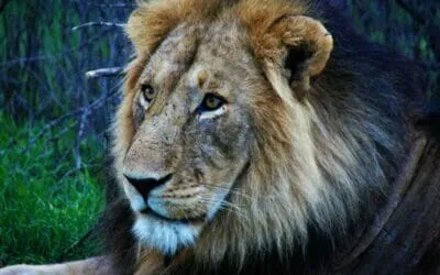 Tansania_Dustin_Safari_Loewe_III_Klueger_Reisen