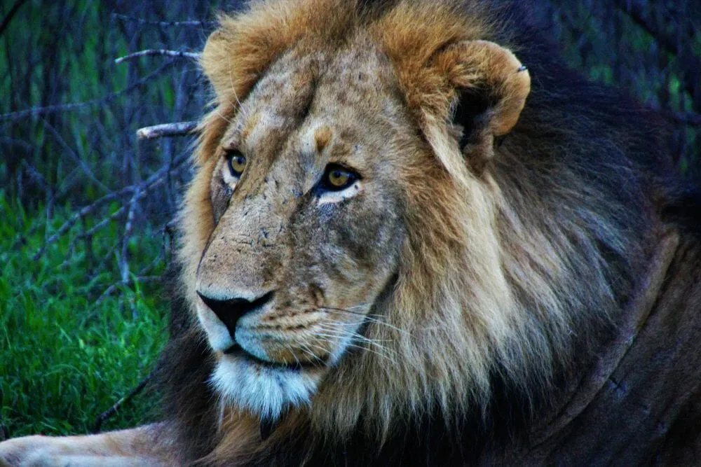 Tansania_Dustin_Safari_Loewe_III_Klueger_Reisen