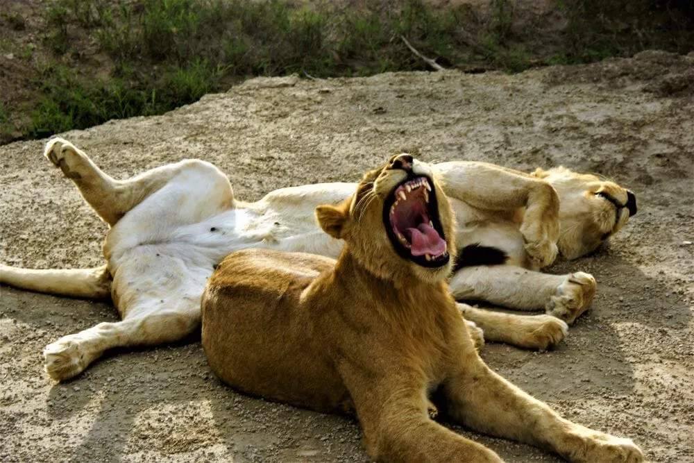 Tansania_Dustin_Safari_Loewe_II_Klueger_Reisen