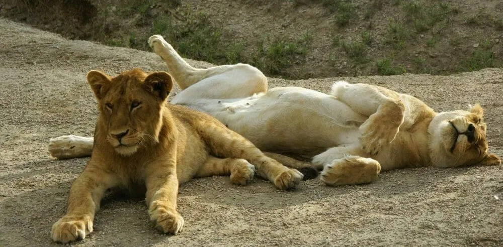 Tansania_Dustin_Safari_Loewe_I_Klueger_Reisen.