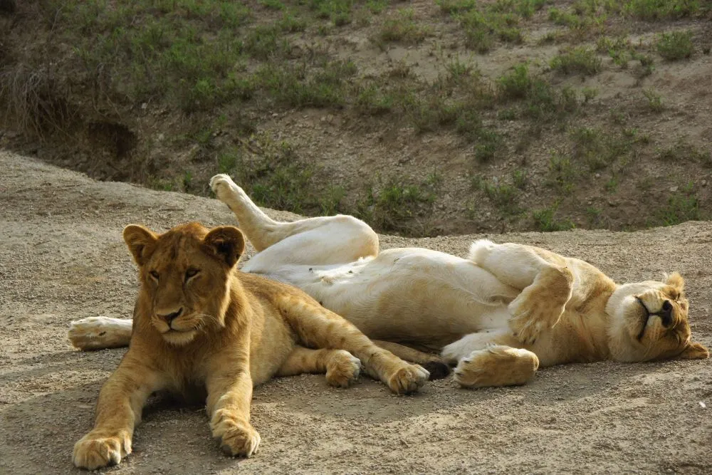 Tansania_Dustin_Safari_Loewe_I_Klueger_Reisen.