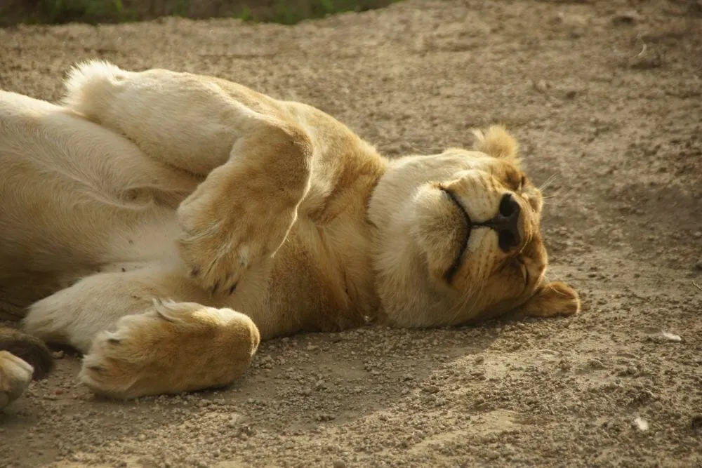 Tansania_Dustin_Safari_Loewe_Klueger_Reisen