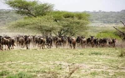 Tansania_Dustin_Safari_Migration_I_Klueger_Reisen