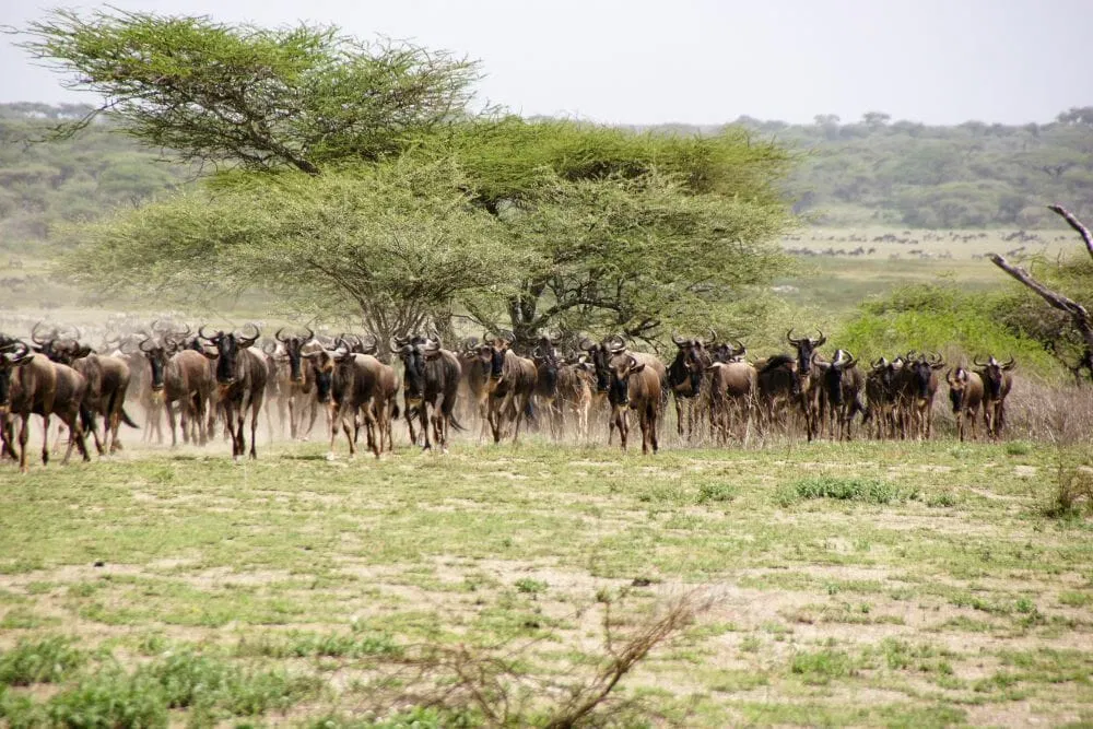 Tansania_Dustin_Safari_Migration_I_Klueger_Reisen