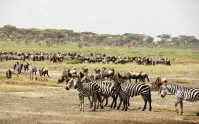 Tansania_Dustin_Safari_Migration_Klueger_Reisen