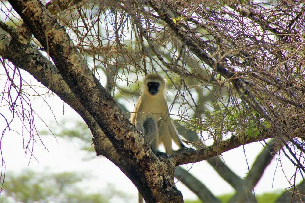 Tansania_Dustin_Walking_Safari_V_Klueger_Reisen.