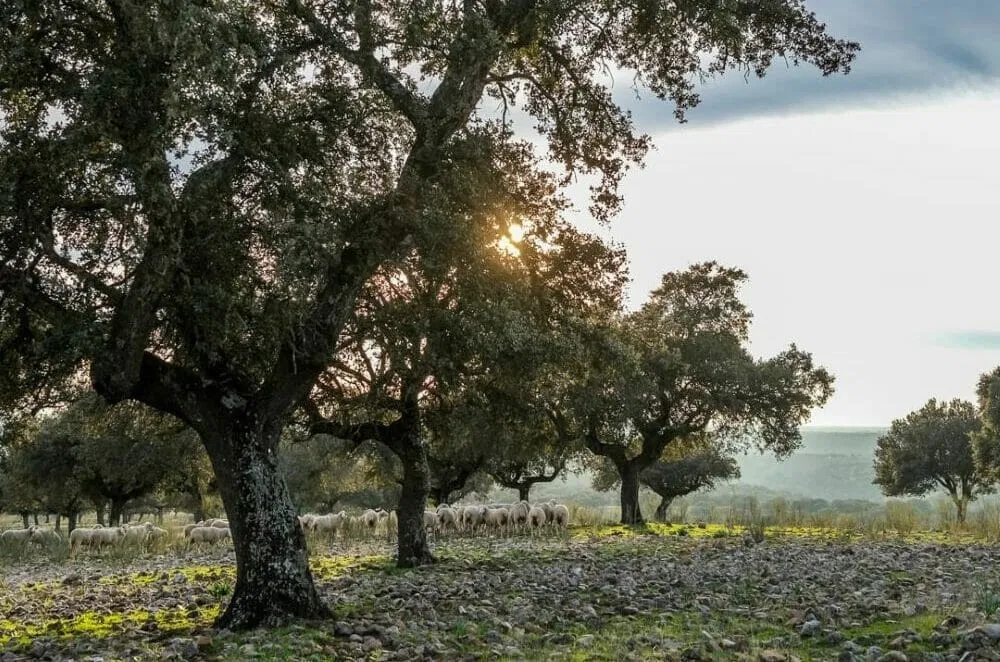 Pilgerweg_Andrè_Schumacher_Klueger_Reisen.IIIJPG