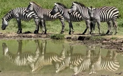 Tansania_Kurzsafari_Ngorongor_Krater_Klueger_Reisen