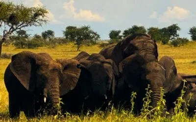 Tansania_Kurzsafari_von_Sansibar_Klueger_Reisen