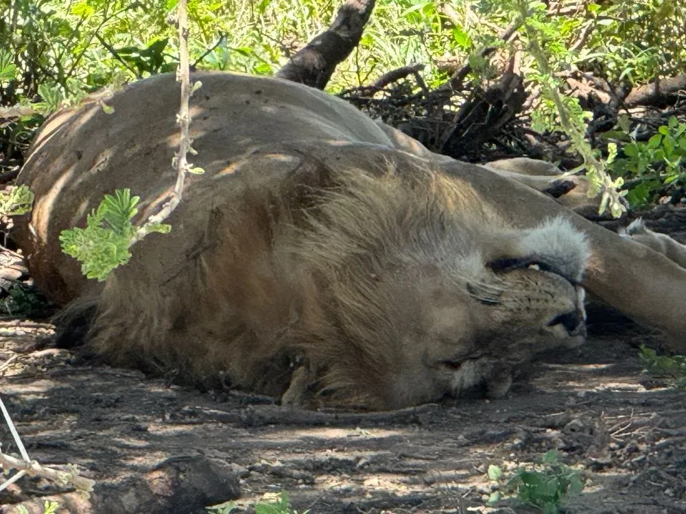 Tansania_Kurzsafari_von_Sansibar_Klueger_Reisen