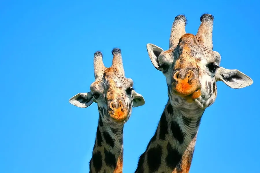 Kenia_Masai_Mara_Fly_In_Klueger_Reisen_Giraffen