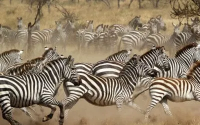 Tansania_Fotoreise_Safari_Serengeti_Klueger_Reisen