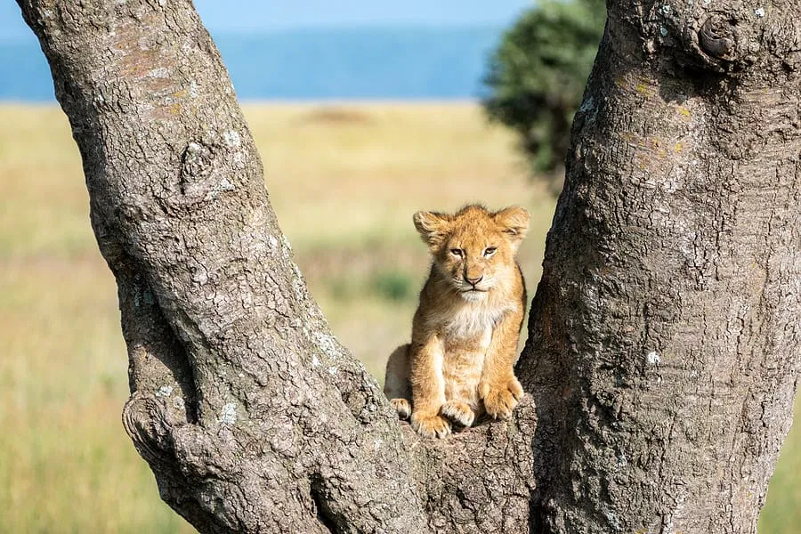 Serengeti_Tansania_Safari_Klueger_Reisen