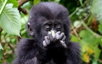 Uganda_Gorillababy_Sabine_ Mantyk_Klueger_Reisen