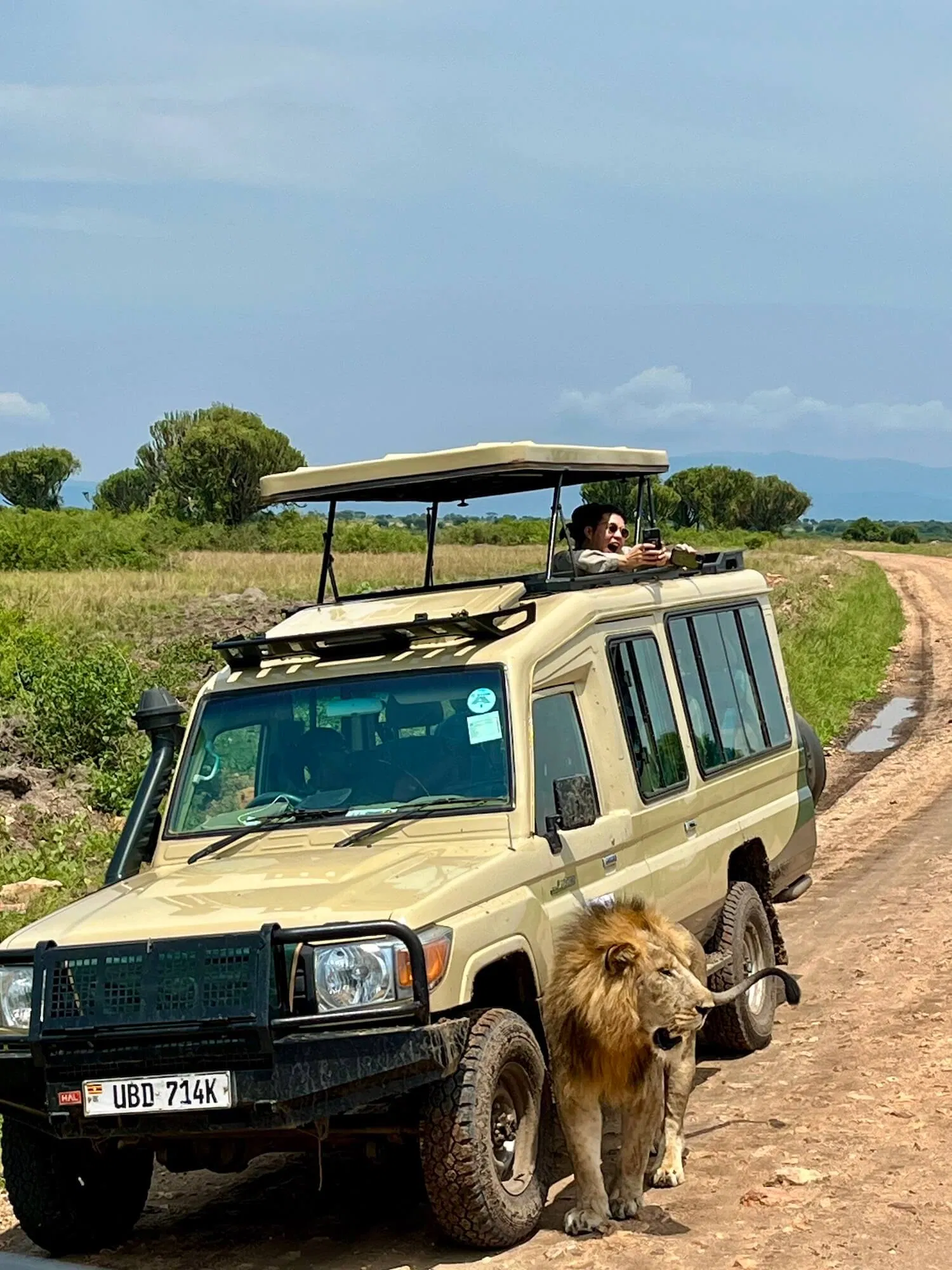 Uganda_Foto 10_Löwe