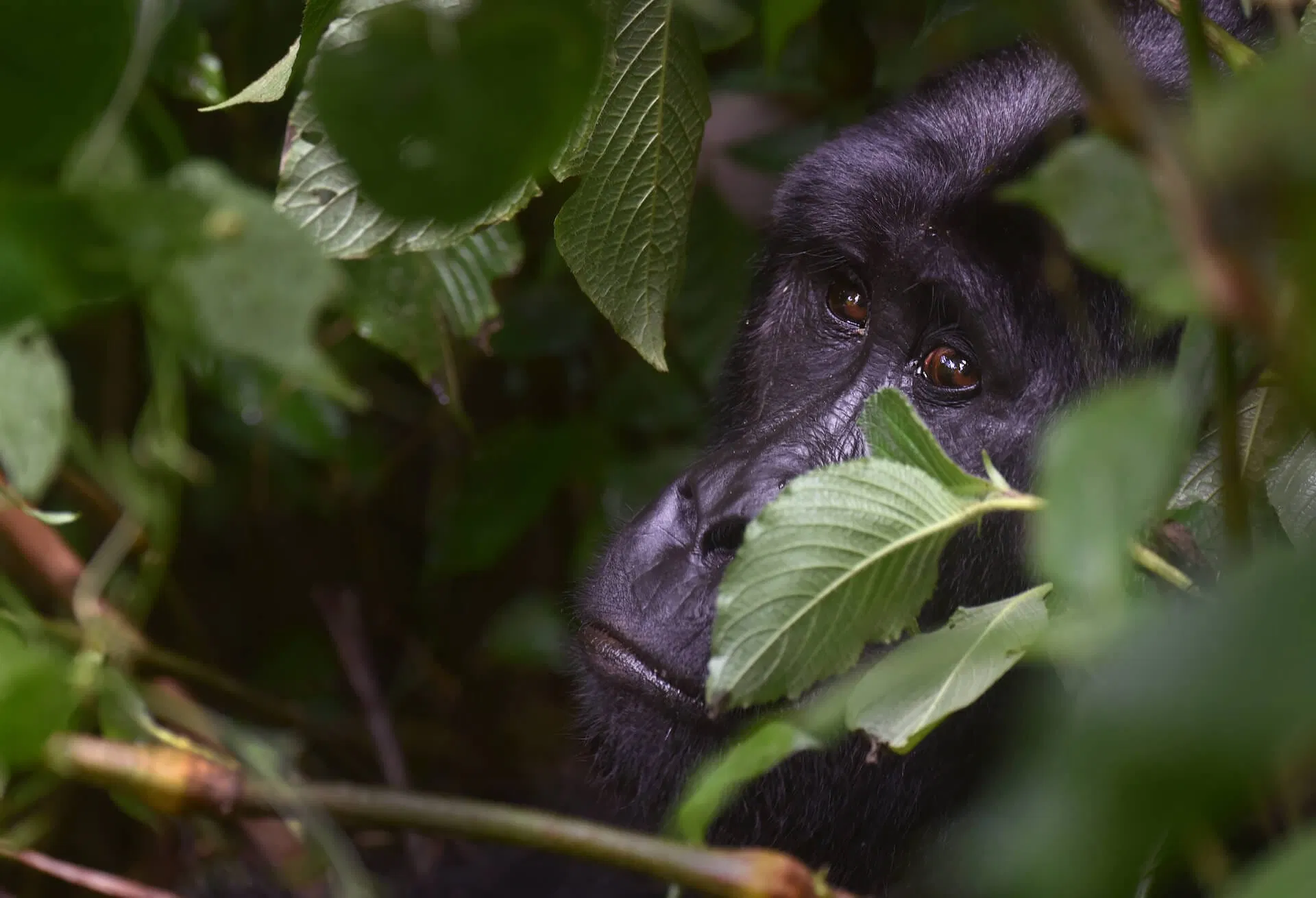 Uganda_Foto 21_Gorilla